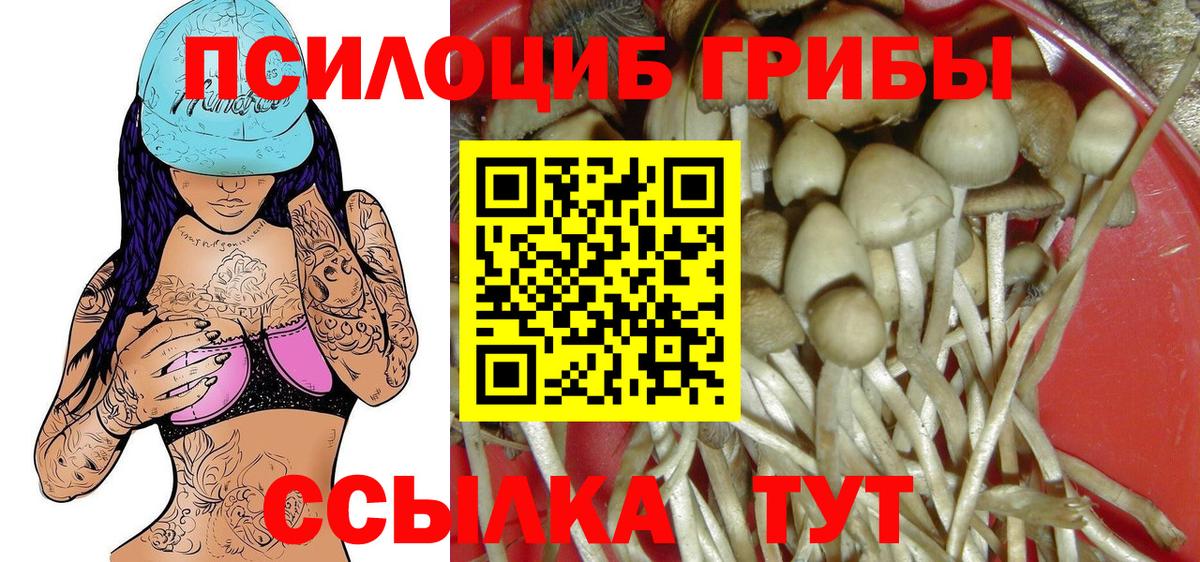 Галлюциногенные грибы Psilocybe Ногинск